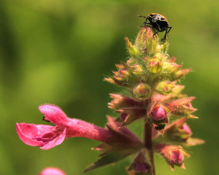 photo of a hedge nettle with a single bloom. there is a stink bug nymph on top of the flower.