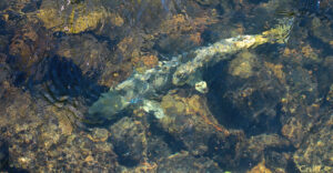 photo looking down through slightly rippling water onto a large chinook salmon. she is covered in white bruises from her journey upriver to spawn.