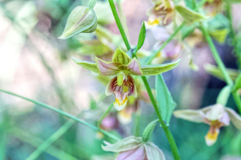 photo of a stream orchid.