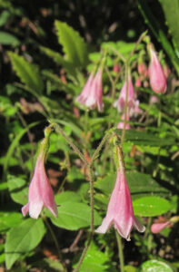 macro photo of several twinflower blooms.