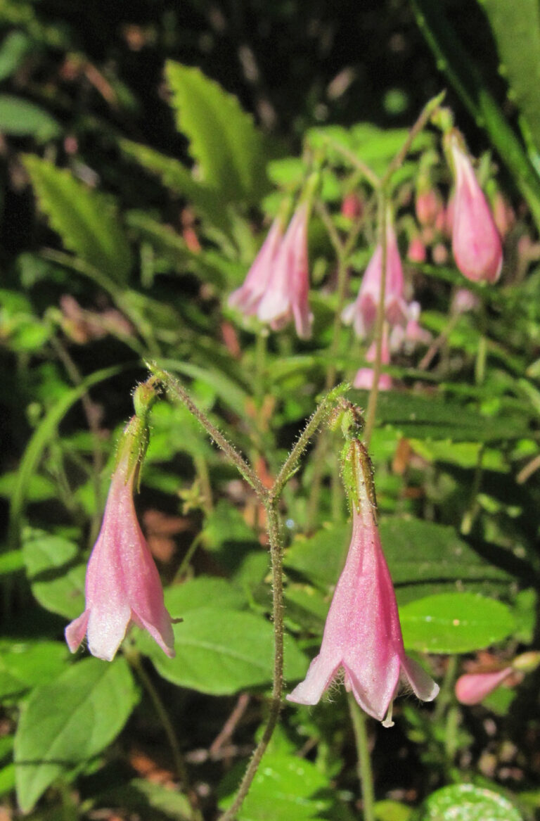 macro photo of several twinflower blooms.