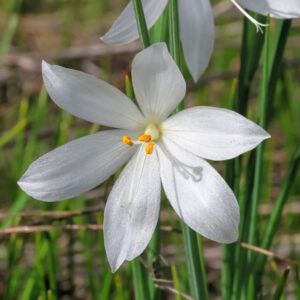 photo of a pure white grass widow flower.