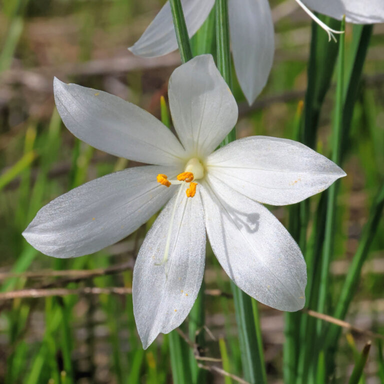 photo of a pure white grass widow flower.
