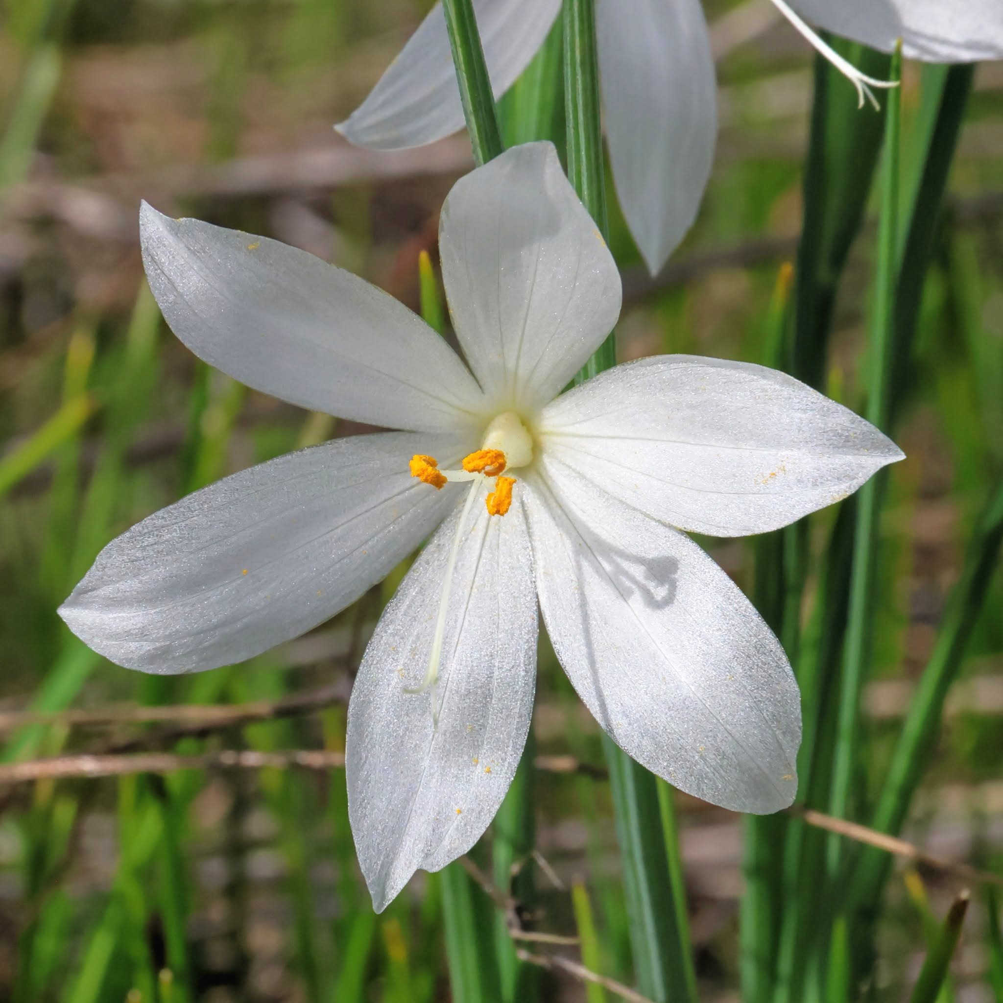 photo of a pure white grass widow flower.