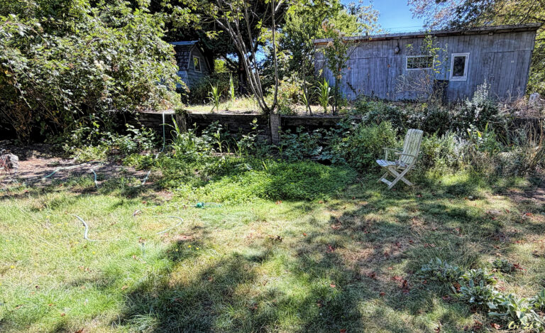 Photo of a mostly green lawn with a large patch of clover and various trees, plants and shrubs all around.