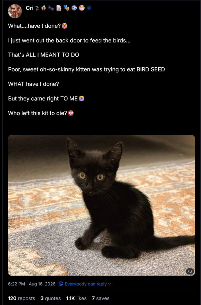 screen grab of a social media post about finding the feral kitten.