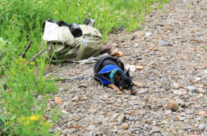 Photo of a miniature pincer dog wearing a collar and harness. they are sleeping on a gravely stream bank.