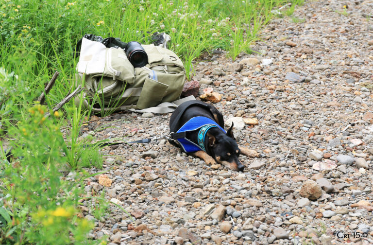 Photo of a miniature pincer dog wearing a collar and harness. they are sleeping on a gravely stream bank.