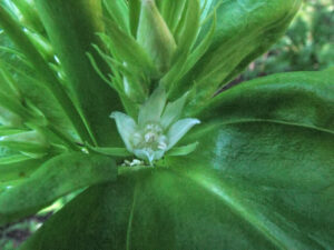 close up photo of a green gentian flower surrounded by large leaves.