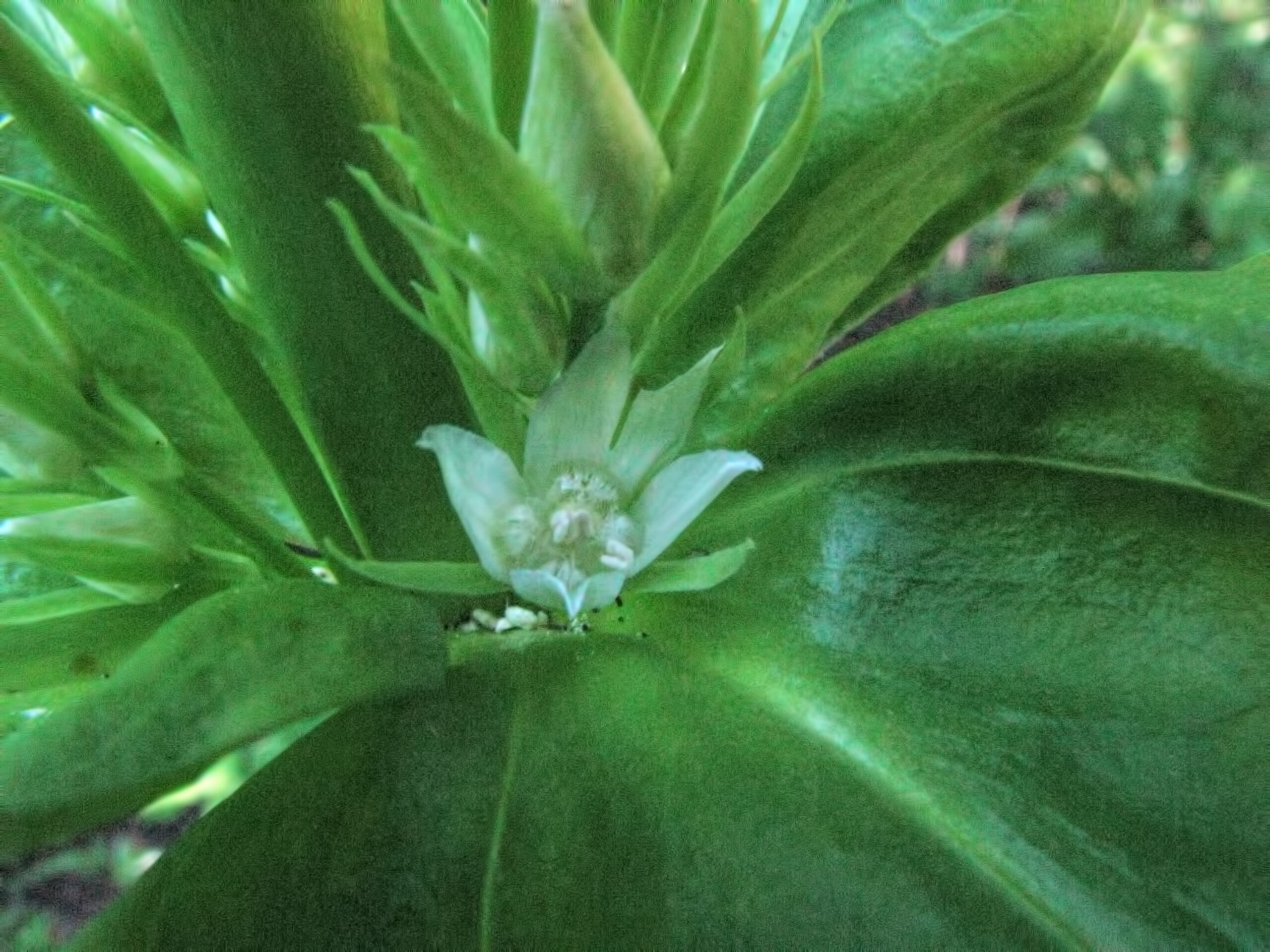 close up photo of a green gentian flower surrounded by large leaves.