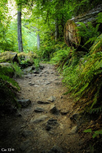 photo of a trail in an old growth forest