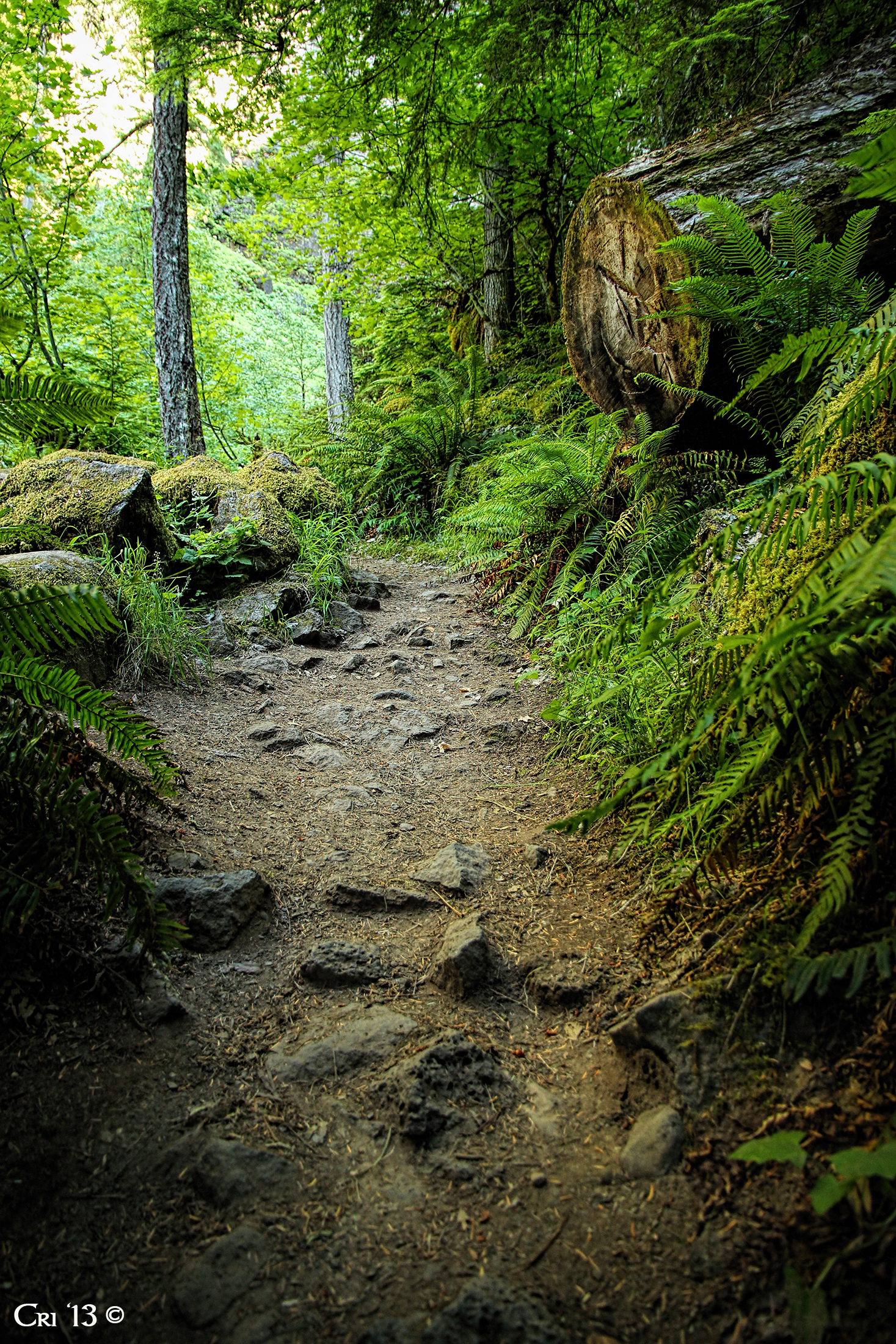 photo of a trail in an old growth forest