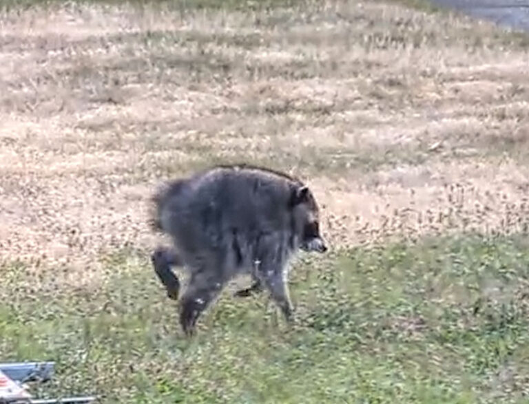 screen grab from a video of jimothy a young raccoon with a shortened spine due to a congenital issue.