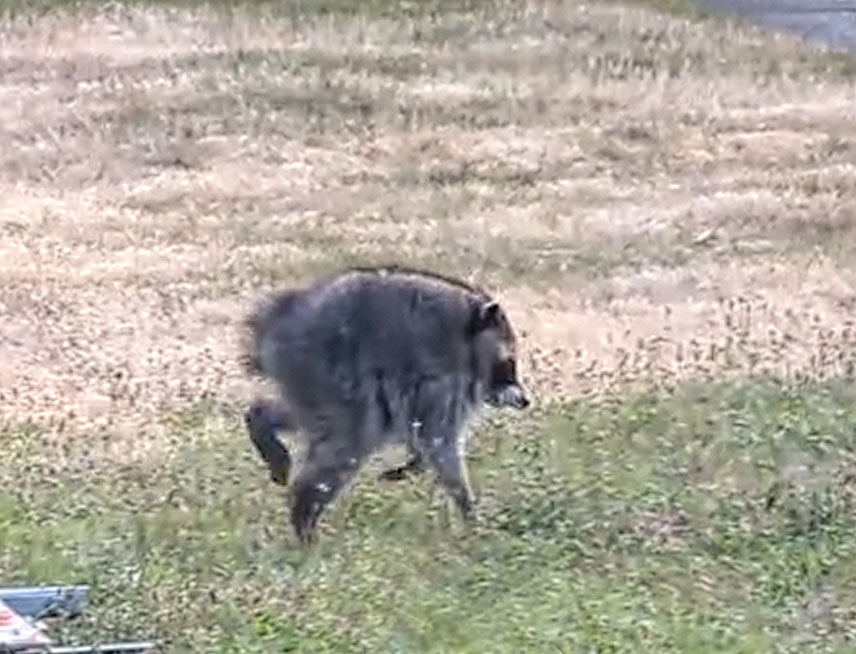 screen grab from a video of jimothy a young raccoon with a shortened spine due to a congenital issue.