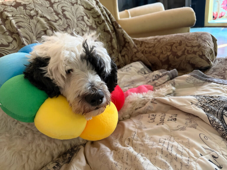 photo of a sheepadoodle dog wearing a soft e-collar shaped like a flower, one paw is bandaged. she is on a sofa.