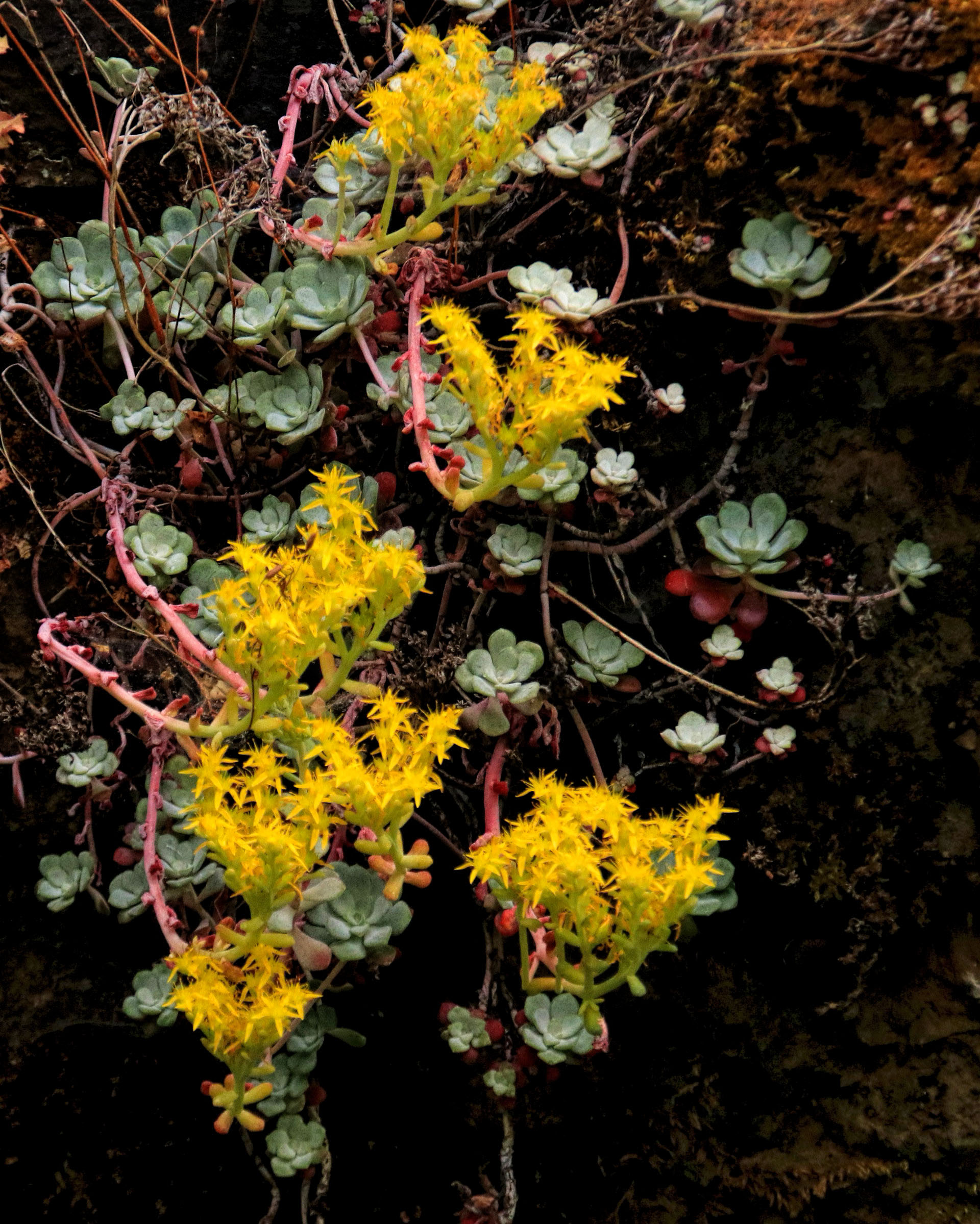 photo of a succulent growing out of a rock wall. it has pale green leaves and bright yellow flowers.