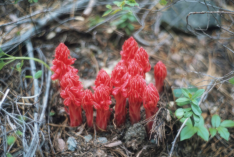 photo of vibrant red snowplants.