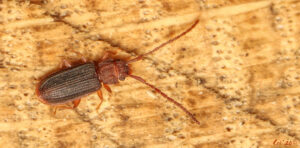 macro photo of a very flat beetle. they are dark rusty red in color. their elytra are a darker shade. they are on a cut piece of tree trunk facing right.