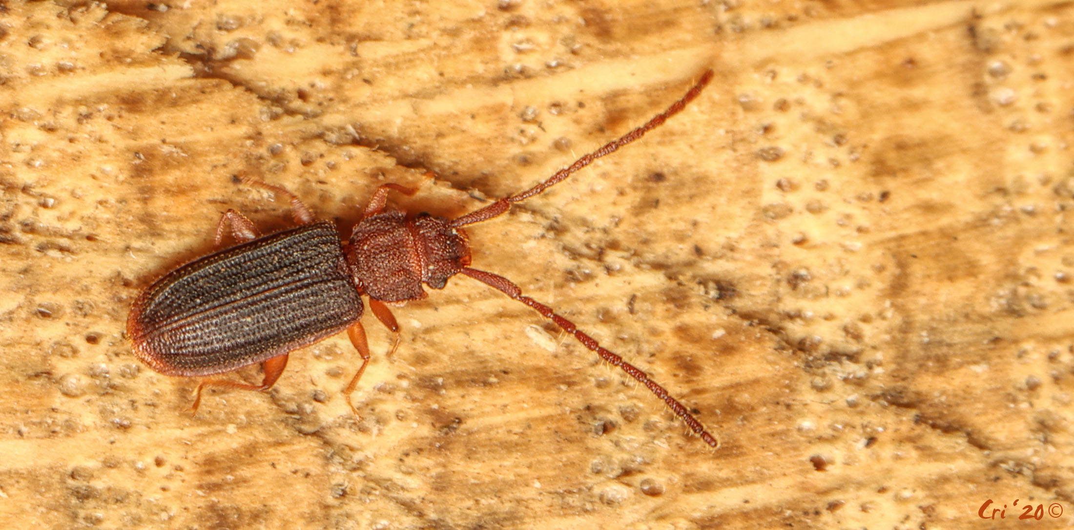 macro photo of a very flat beetle. they are dark rusty red in color. their elytra are a darker shade. they are on a cut piece of tree trunk facing right.