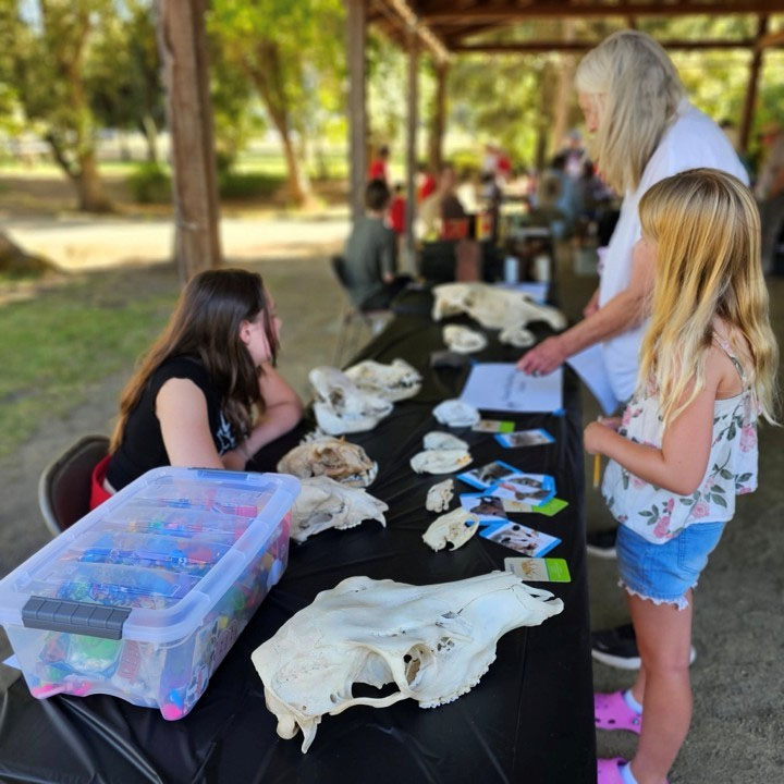 Photo of a grandmother and granddaughter standing in front of an animal skull information table at an archaeological event.