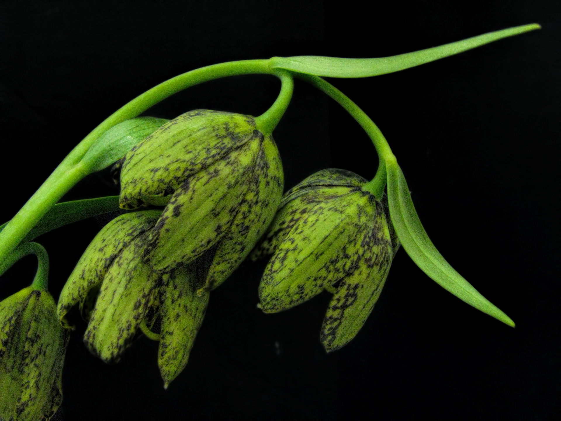 Photo of four bell shaped, green blossoms. The petals have dark maroon spotting on them.