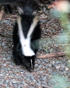 photo of a striped skunk on gravely substrate. they are sniffing the ground.