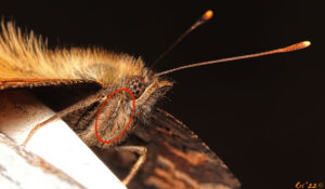 extreme close up photo of a California tortoiseshell butterfly with shortened foreleg circled.