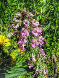 photo of Elephant's Head flower in a field.