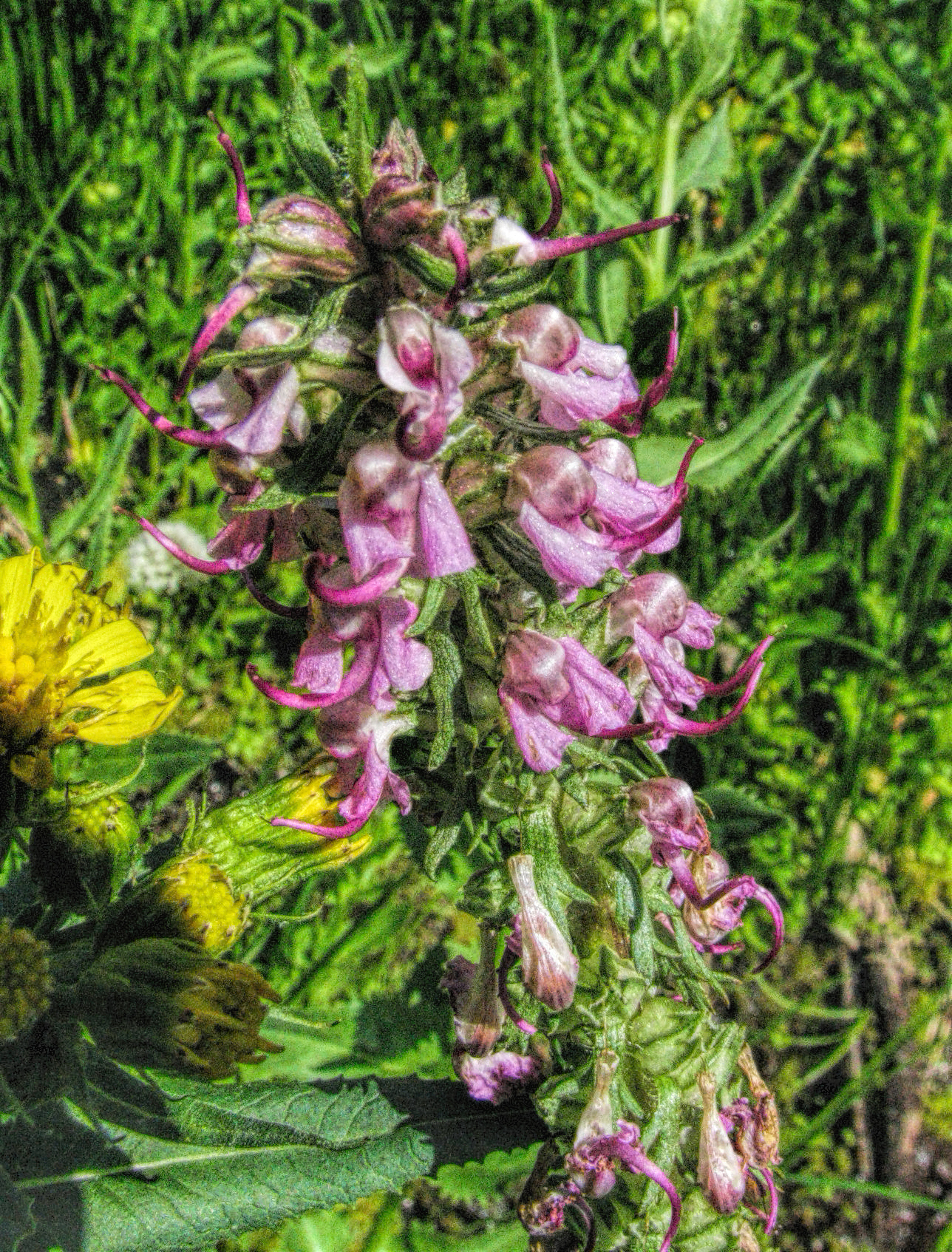 photo of Elephant's Head flower in a field.