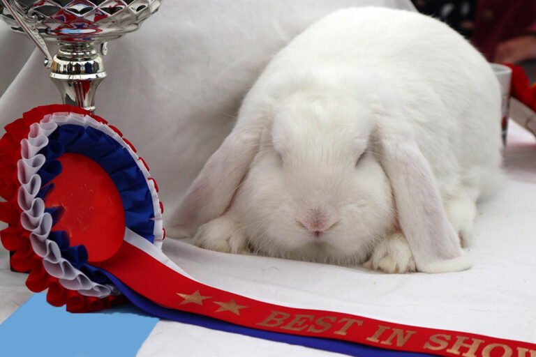 photo of a white lop eared rabbit with a best in show ribbon.