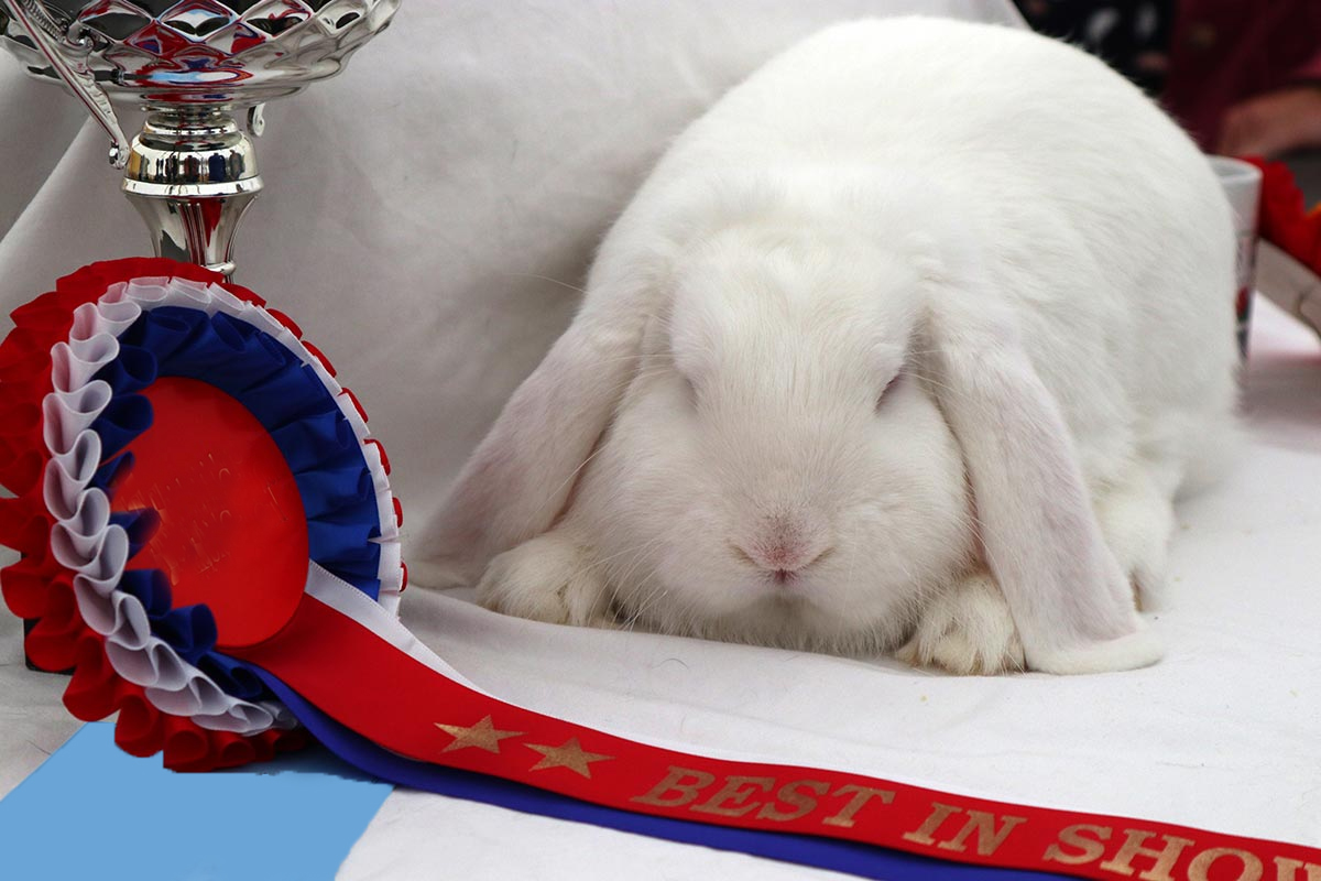 photo of a white lop eared rabbit with a best in show ribbon.