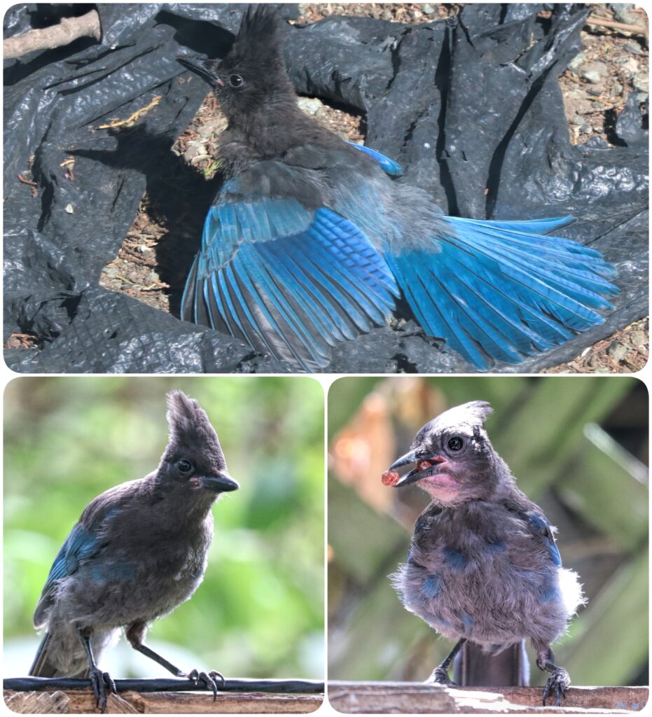 three up collage of juvie steller's jays.