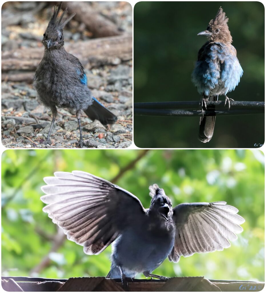three up photo collage of juvenile steller's jays.