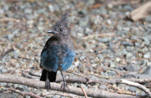 photo of a juvenile steller's jay standing on a branch which is on gravely substrate. they are facing the camera with their head turned to the left in profile.