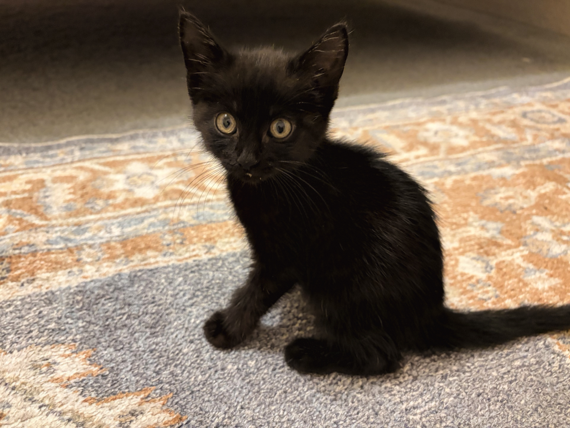 photo of a very small, black kitten. they are sitting on a patterned rug.