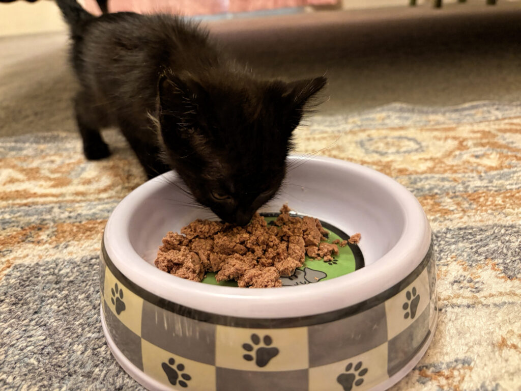 Photo of a very skinny, small, black kitten eating canned cat food from a dish.