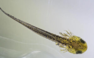 photo of a larval mazama newt.
