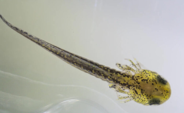 photo of a larval mazama newt.