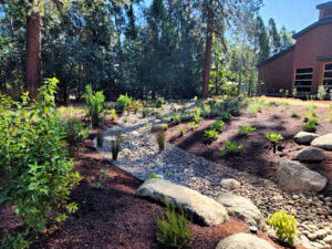 photo of a pollinator garden with new plants.