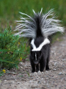 photo of a skunk facing the camera, head down, tail raised and fluffed out.