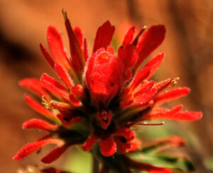 photo of a vibrant red paintbrush flower