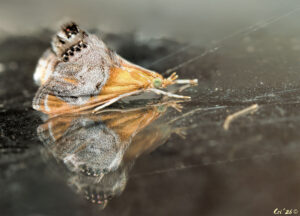 photo of a small tan moth with green eyes and gray markings at the end of their wings.
