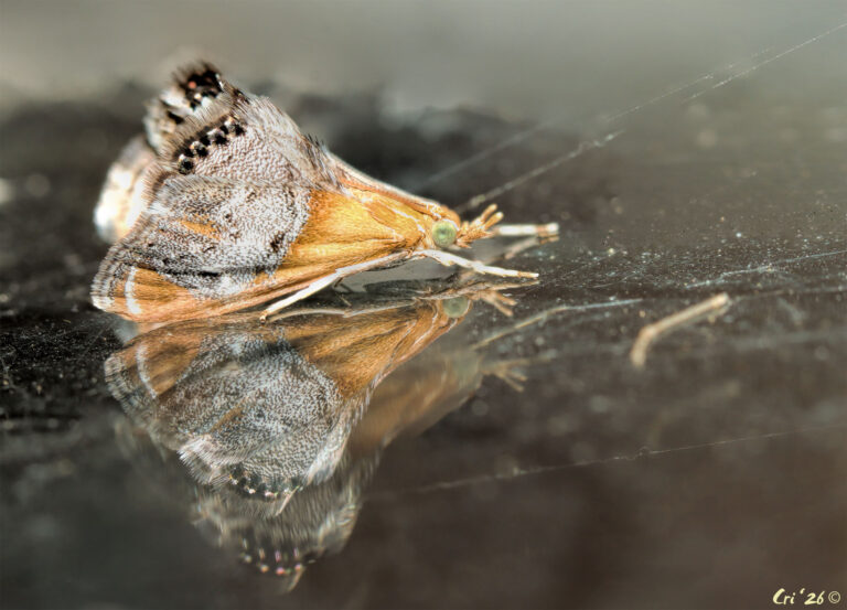 photo of a small tan moth with green eyes and gray markings at the end of their wings.