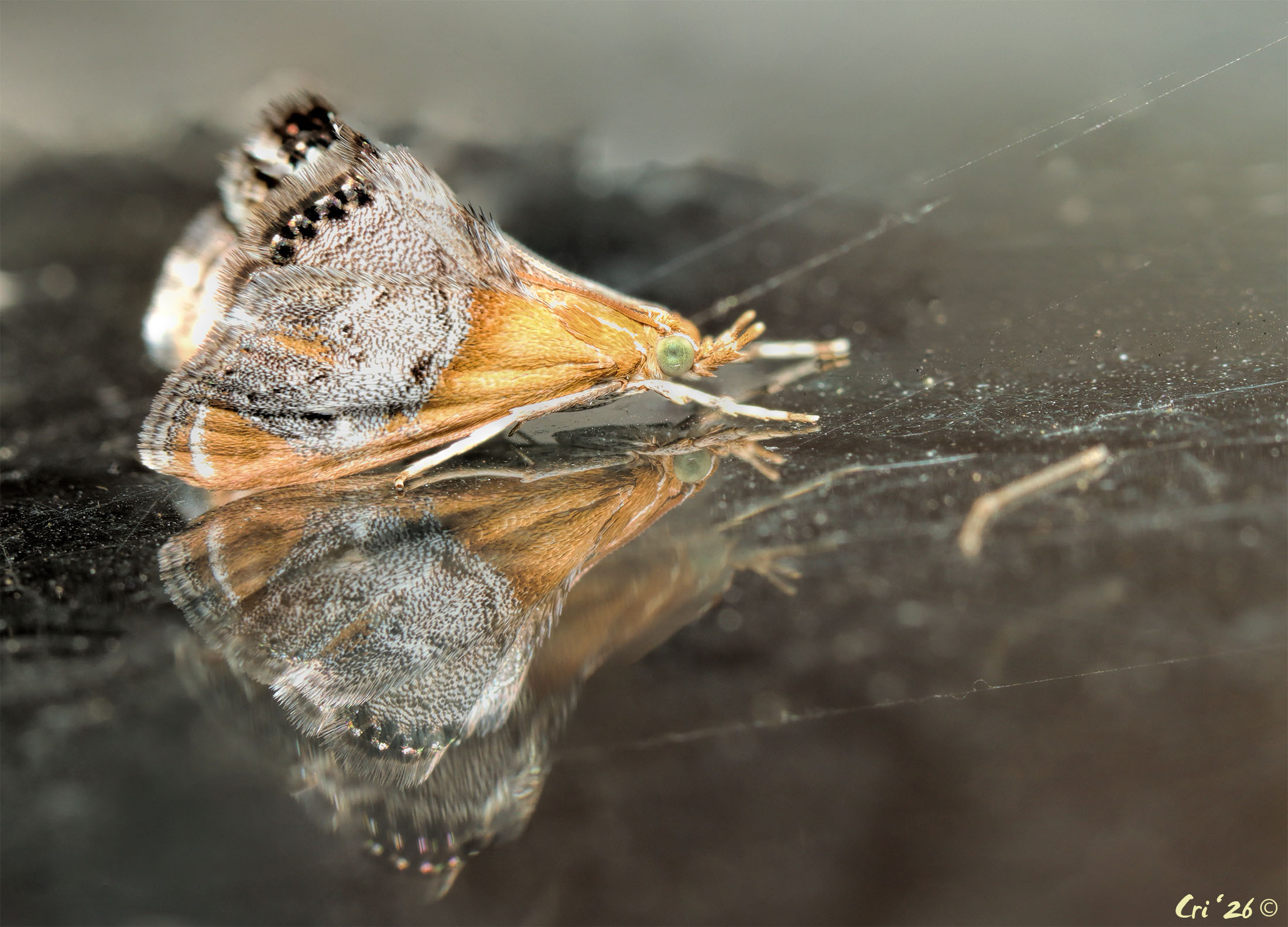 photo of a small tan moth with green eyes and gray markings at the end of their wings.