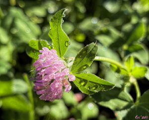 photo of a single red clover blossom.