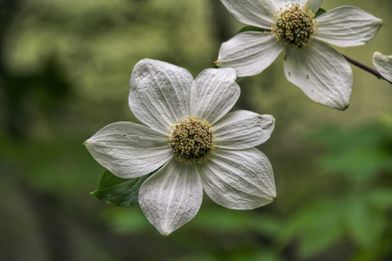 photo of two pacific dogwood flowers.