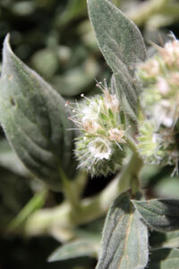 macro photo of a cluster of small white flowers on a plant with silvery-gray leaves.