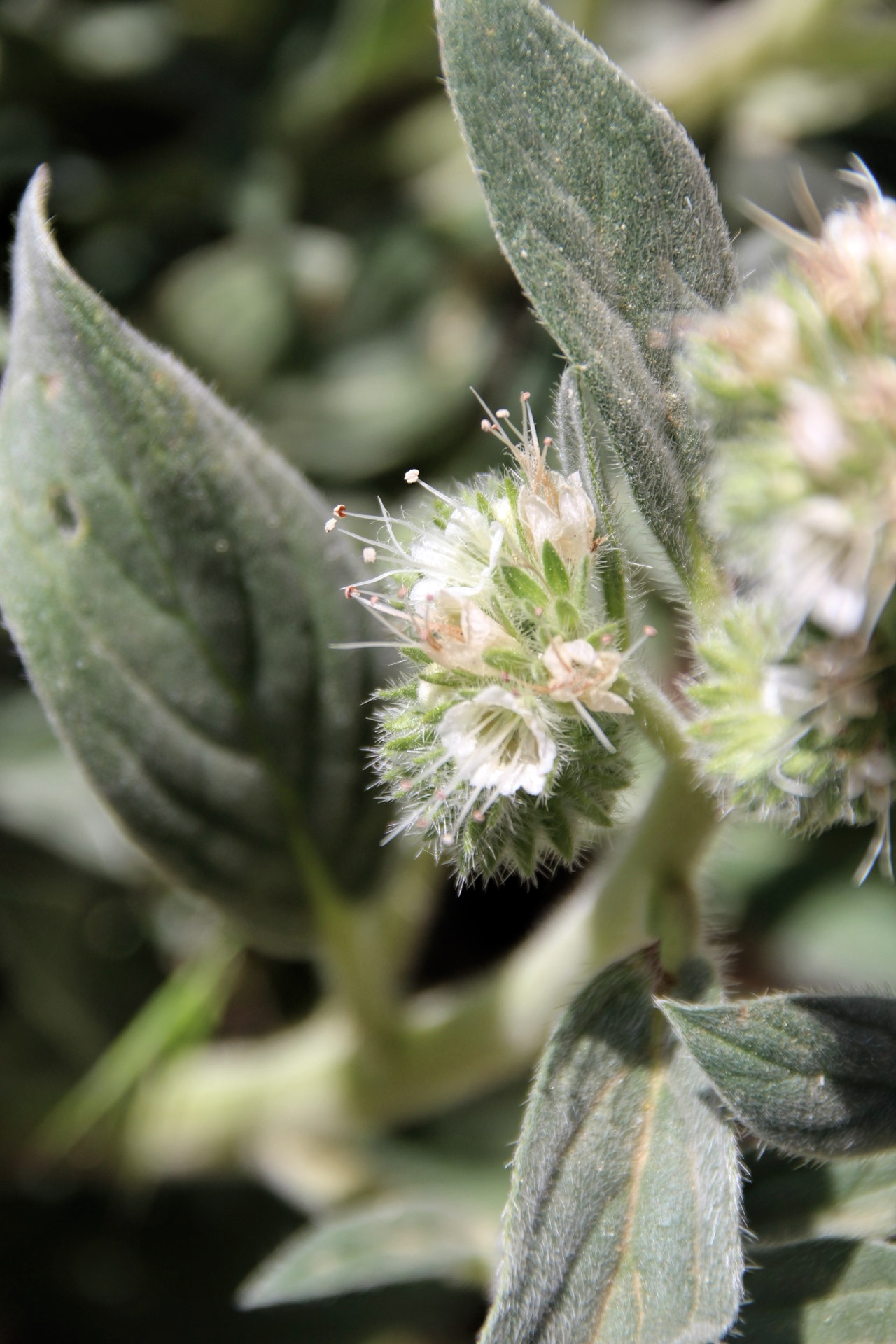 macro photo of a cluster of small white flowers on a plant with silvery-gray leaves.