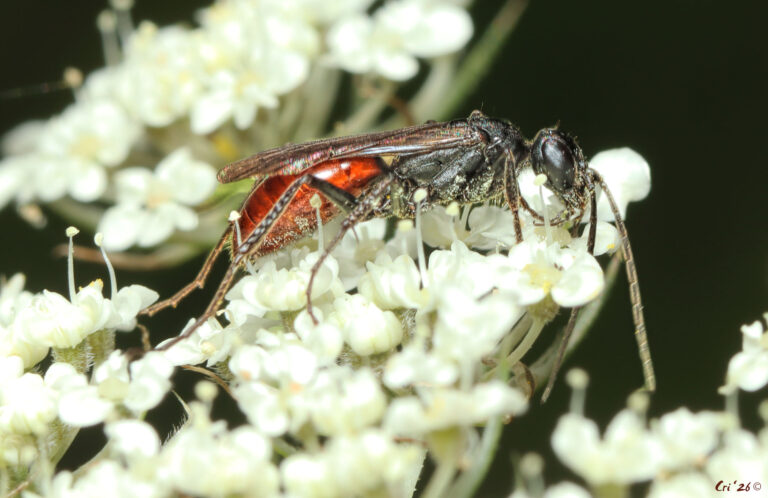 photo of a black wasp with a red-orange abdomen on the head of a queen anne's lace bloom.