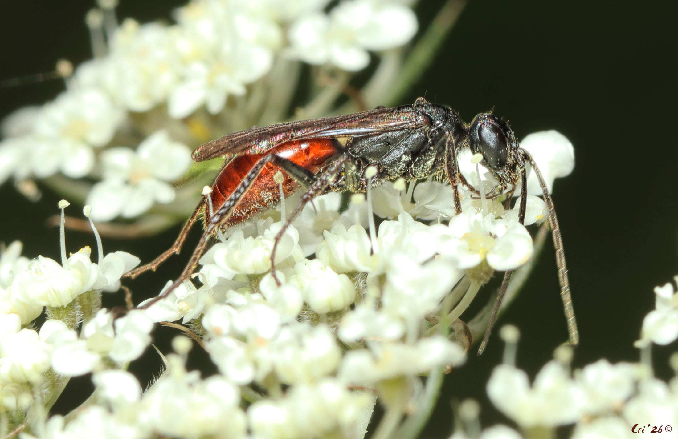 photo of a black wasp with a red-orange abdomen on the head of a queen anne's lace bloom.